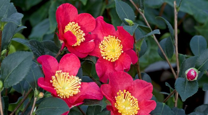 Gardening tips: Camelia ‘Yuletide’ will spice up winter gardens